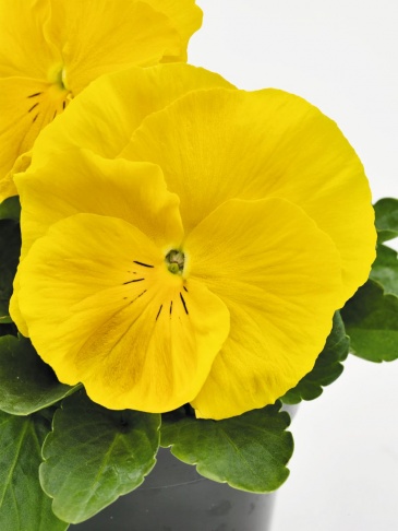 Виола виттрока (Viola wittrockiana) Виола виттрока (Viola wittrockiana)