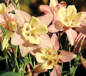 Аквилегия гибридная (Aquilegia hybrida)