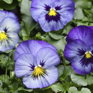 Виола Виттрока (Viola wittrockiana) Виола Виттрока (Viola wittrockiana)
