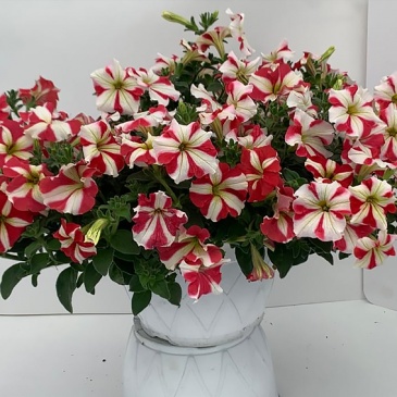 Петуния ампельная гибридная (Petunia x hybrida)