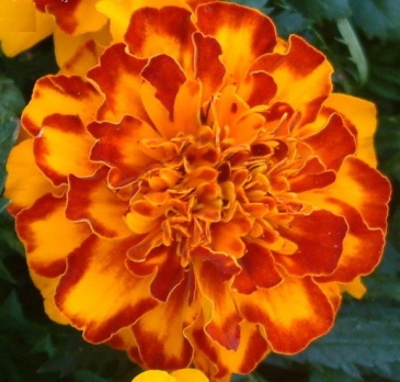 Бархатцы отклоненные (Tagetes patula)