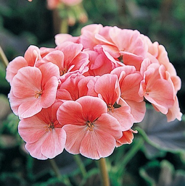 Герань (пеларгония садовая) (Pelargonium x hortorum)