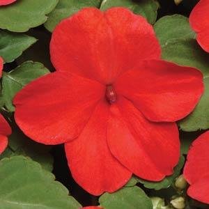 Бальзамин Уоллера (Impatiens walleriana) Бальзамин Уоллера (Impatiens walleriana)