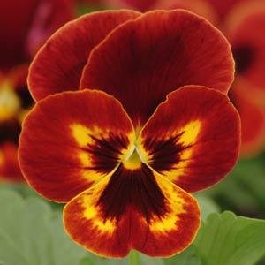 Виола виттрока (Viola wittrockiana) Виола виттрока (Viola wittrockiana)