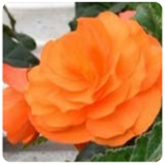 Бегония клубневая махровая (Begonia tuberhybrida)