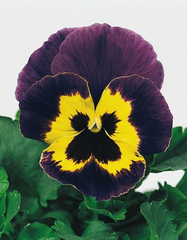 Виола виттрока (Viola wittrockiana) Виола виттрока (Viola wittrockiana)