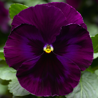 Виола Виттрока (Viola wittrockiana) Виола Виттрока (Viola wittrockiana)