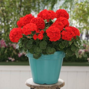 Герань (пеларгония садовая) (Pelargonium x hortorum)