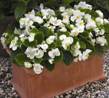 Бегония вечноцветущая (зеленая листва) (Begonia semperflorens)