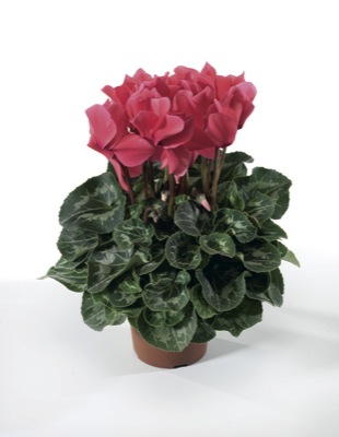 Цикламен персидский (Cyclamen persicum)