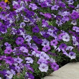 Петуния ампельная гибридная (Petunia х hybrida) Петуния ампельная гибридная (Petunia х hybrida)