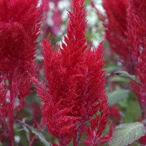 Целозия метельчатая (Celosia plumosa) Целозия метельчатая (Celosia plumosa)