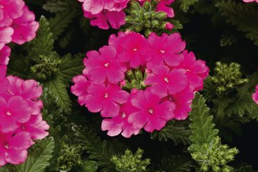 Вербена гибридная (Verbena hybrida)