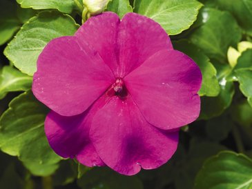 Бальзамин Уоллера (Impatiens walleriana)