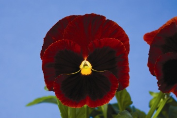 Виола Виттрока (Viola wittrockiana) Виола Виттрока (Viola wittrockiana)