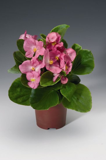 Бегония вечноцветущая (зеленая листва) (Begonia semperflorens)