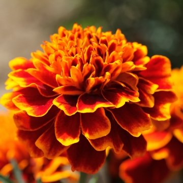 Бархатцы отклоненные (Tagetes patula)