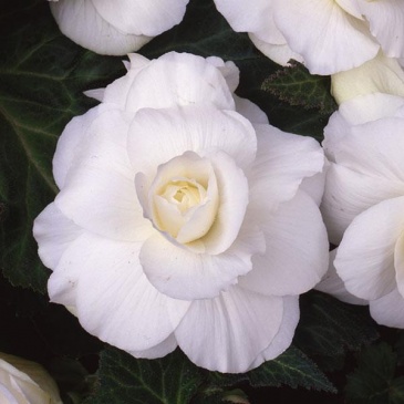 Бегония клубневая махровая (Begonia tuberhybrida) Бегония клубневая махровая (Begonia tuberhybrida)