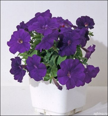 Петуния мелкоцветковая (Petunia milliflora)