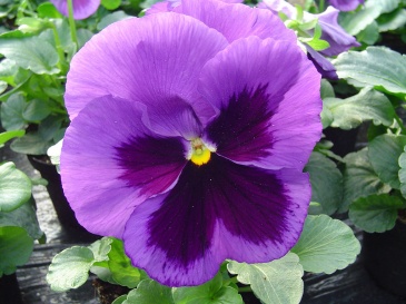 Виола Виттрока (Viola wittrockiana) Виола Виттрока (Viola wittrockiana)