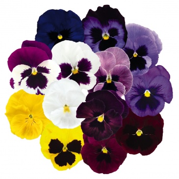 Виола виттрока (Viola wittrockiana) Виола виттрока (Viola wittrockiana)