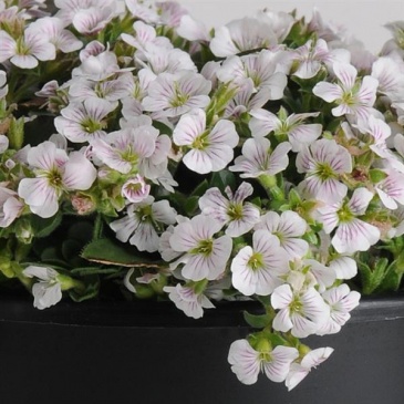 Гипсофила ясколковидная (Gypsophila cerastioides) Гипсофила ясколковидная (Gypsophila cerastioides)