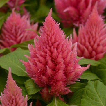 Целозия метельчатая (Celosia plumosa)