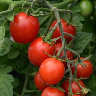 Томат (Lycopersicon esculentum)