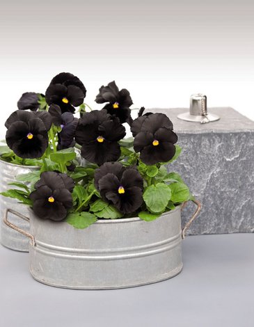 Виола виттрока (Viola wittrockiana)