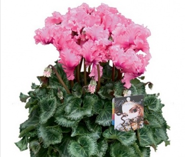 Цикламен персидский (Cyclamen persicum)