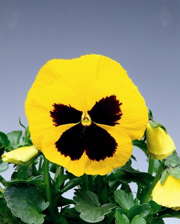 Виола Виттрока (Viola wittrockiana) Виола Виттрока (Viola wittrockiana)