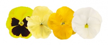 Виола виттрока (Viola wittrockiana) Виола виттрока (Viola wittrockiana)
