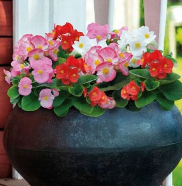 Бегония вечноцветущая (зеленая листва) (Begonia semperflorens) Бегония вечноцветущая (зеленая листва) (Begonia semperflorens)