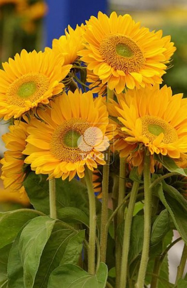 Подсолнечник летний (Helianthus annuus)