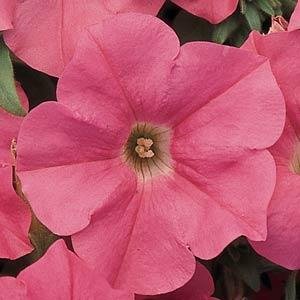 Петуния ампельная гибридная (Petunia х hybrida)