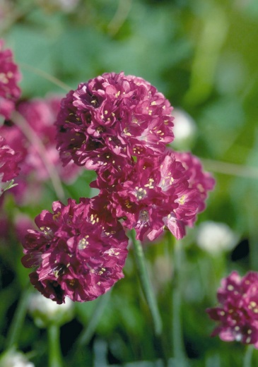 Армерия морская (Armeria maritima)