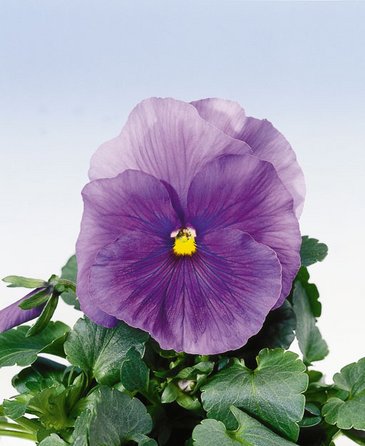 Виола Виттрока (Viola wittrockiana) Виола Виттрока (Viola wittrockiana)
