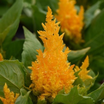 Целозия метельчатая (Celosia plumosa)