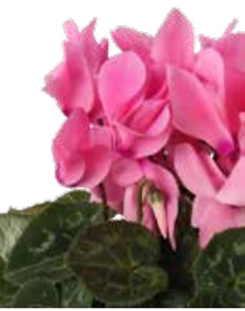 Цикламен персидский (Cyclamen persicum) Цикламен персидский (Cyclamen persicum)