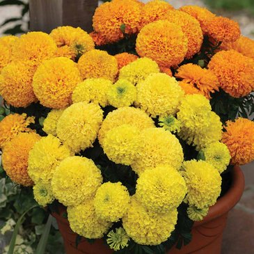 Бархатцы прямостоячие (Tagetes erecta)