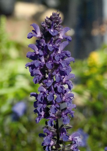 Шалфей превосходный (Salvia superba)