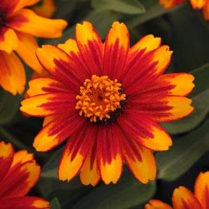 Цинния мариландская (Zinnia marylandica) Цинния мариландская (Zinnia marylandica)