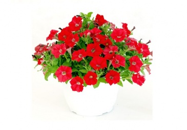 Петуния ампельная гибридная (Petunia x hybrida) Петуния ампельная гибридная (Petunia x hybrida)