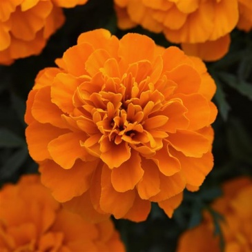 Бархатцы отклоненные (Tagetes patula) Бархатцы отклоненные (Tagetes patula)