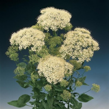 Трахелиум синий (Trachelium caeruleum)