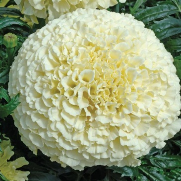 Бархатцы прямостоячие (Tagetes erecta) Бархатцы прямостоячие (Tagetes erecta)