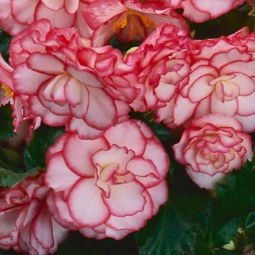 Бегония клубневая махровая (Begonia tuberhybrida) Бегония клубневая махровая (Begonia tuberhybrida)