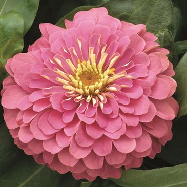 Цинния изящная (Zinnia elegans)