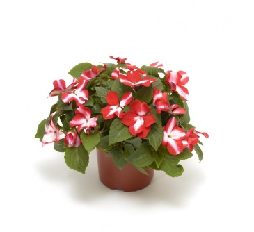 Бальзамин Уоллера ампельный (Impatiens walleriana) Бальзамин Уоллера ампельный (Impatiens walleriana)