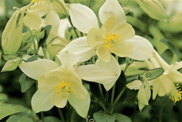 Аквилегия голубая (Aquilegia caerulea)